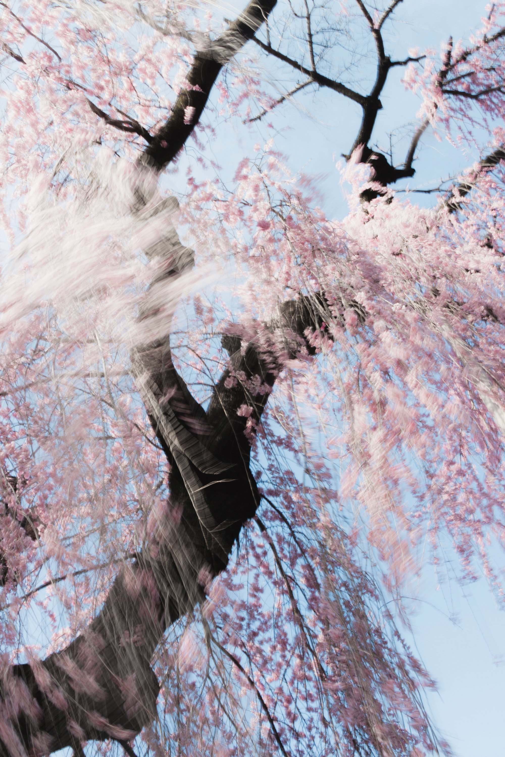 Photo by Shiina Adachi